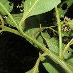 Ocotea membranacea Leaf