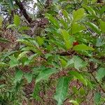 Elaeocarpus variabilis