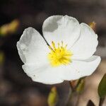 Cistus umbellatus Flower