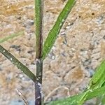 Rostraria cristata പുറംതൊലി