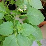 Solanum nigrum Çiçek