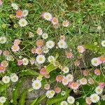 Erigeron karvinskianus Floare