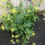 Sinapis arvensis Fula