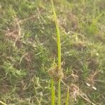 Cyperus difformis Fula
