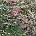 Rumex aquaticus Leaf