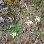 Saxifraga paniculataBloem