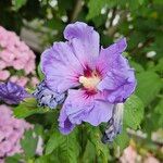 Hibiscus syriacus Flor