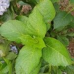 Hydrangea arborescens Blatt