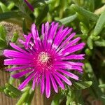 Delosperma cooperi Blüte