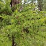 Larix occidentalis Leaf