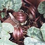 Cyclamen hederifolium Rhisgl