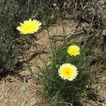 Malacothrix glabrata Flower