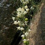 Asparagus umbellatus Other