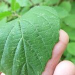 Rubus praticolor Outro