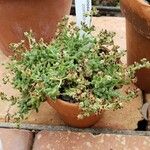 Crassula lanuginosa ᱛᱟᱦᱮᱸ