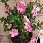 Mandevilla laxa Habit