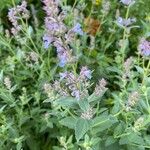 Nepeta grandiflora Hoja