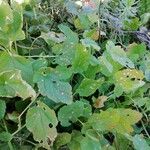 Erodium laciniatum Blad
