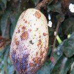 Dacryodes edulis Fruit