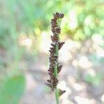 Echinochloa colona Flower