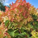 Hydrangea paniculata Flower