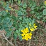 Coronilla valentinaЛіст