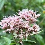 Eupatorium cannabinum花