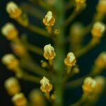 Lophanthera lactescens Flor
