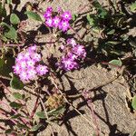 Abronia umbellata Habit