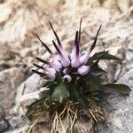 Physoplexis comosa 花