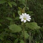 Cerastium alpinum Fleur