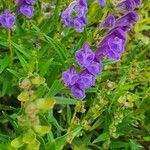 Scutellaria baicalensis Fiore