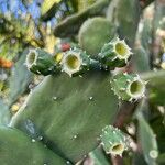 Opuntia cochenillifera Drugo