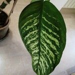 Dieffenbachia seguine Levél