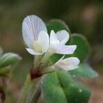 Trifolium subterraneum फूल