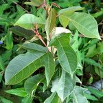 Jatropha integerrima Leaf