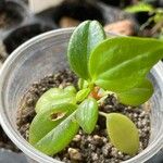 Peperomia glabella Leaf