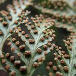 Calochlaena straminea Fruit