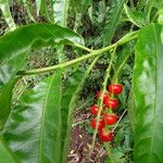 Solanum bahamense Fruto