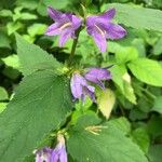 Campanula trachelium Fuelha