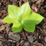 Podophyllum pleianthum