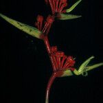 Heliconia richardiana Плод