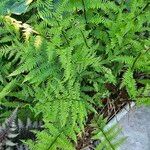 Athyrium filix-feminaLapas