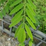 Amorpha fruticosa برگ