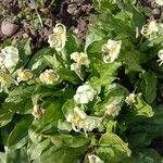 Erythronium californicum Flors