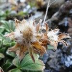 Potentilla nivalis Gyümölcs