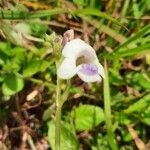Asystasia gangetica फूल
