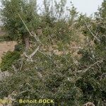 Fraxinus dimorpha Hábito