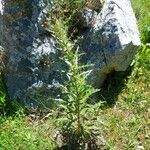 Ptilostemon casabonae Leaf