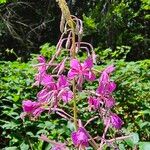 Epilobium angustifoliumКветка